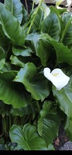  Zantedeschia