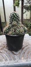 Mammillaria Neoschwarzeana