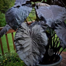 COLOCASIA BLACK CORAL TARO/