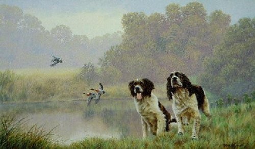 Water sport spaniel nigel - water,