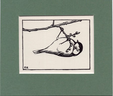 Peter Scott  ~ GREAT TIT ~ Black and White print ~ Original 1936