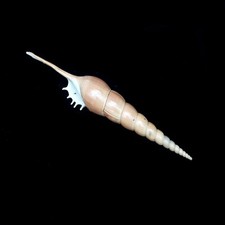 Spindle tibia shell - spindle,