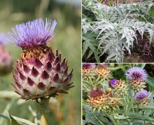 Cardoon | Cynara Cardunculus |