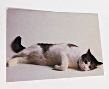 White Black Kitty Cat Missing You  Greeting Card Ambassador NOS w/envelope