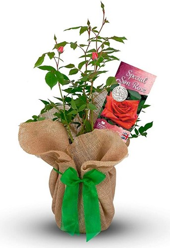 Special son rose - special,
