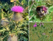 Scottish Thistle | Onopordum Acanthium |  20+ seeds | Same Day Dispatch
