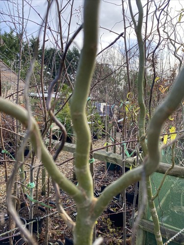 Salix contorta twisted willow - salix,