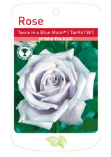 Twice in a Blue Moon Bush Rose