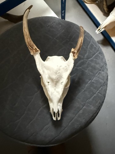 Muntjac skull real animal - muntjac,