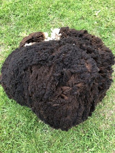 Shetland ewe whole fleece - whole, fleece/