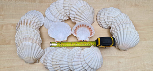 Pack natural scallop - pack,
