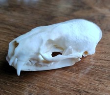Real Mink Animal Skull Head