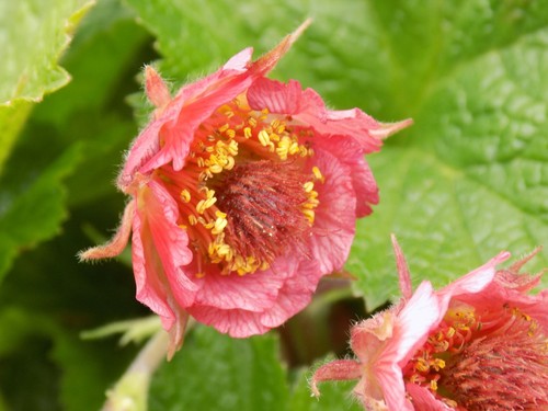Seeds bell bank geum hardy - bell,
