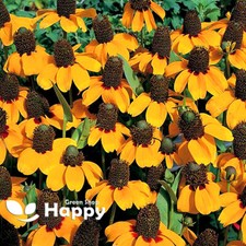 CLASPING CONEFLOWER - 1000 seeds - Rudbeckia amplexicaulis - LANDSCAPING FLOWER 
