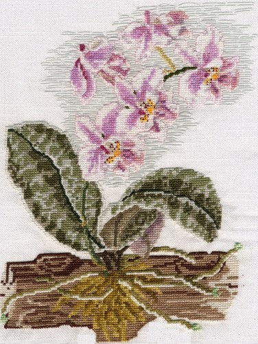 Moth orchid phalaenopsis - moth,