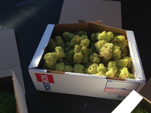 200g bag lichen moss - lichen,