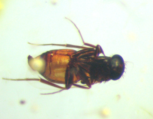 Pliocene amber kenya - pliocene,