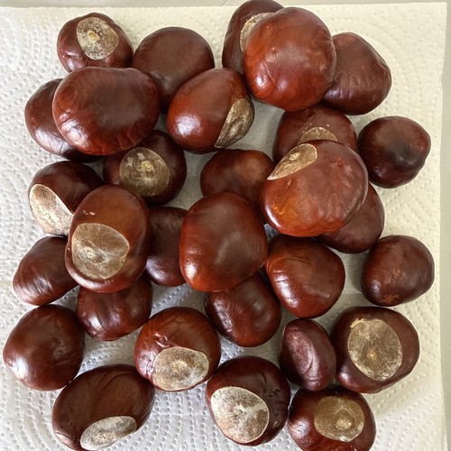 Horse chestnuts conkers - horse,