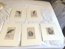 Antique Print - Jardine Lizars parrot, macaw - 5 prints