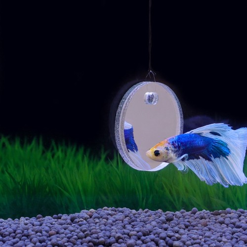 Floating betta exercise - exercise, mirror