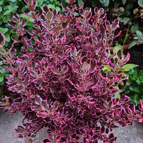Coprosma eclipse evergreen - coprosma,