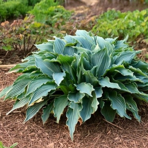Hosta waterslide plant - 'waterslide', 9cm