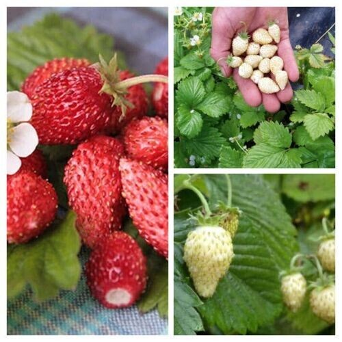 Strawberry package 3 variety - package,