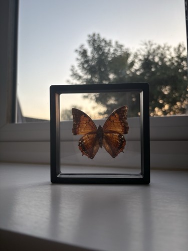 Butterfly framed specimen