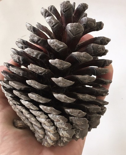 Large monteray pine - pine,