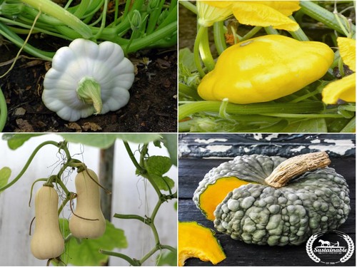 Mix squash plug plants - x4,