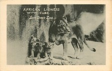 African Lioness With Cubs -