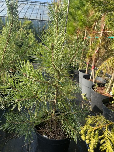Scots pine anny winter - pine,