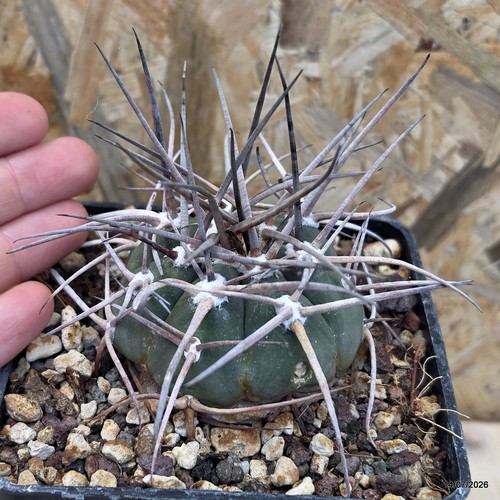 Gymnocalycium armatum vase - gymnocalycium, 10