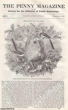 THE BOTTLE TIT (MALE & FEMALE