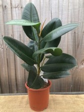 FICUS ELASTICA ROBUSTA/RUBBER PLANT LARGE HOUSEPLANT