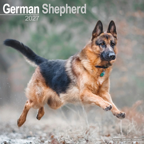 German shepherd 2027 - shepherd, calendar