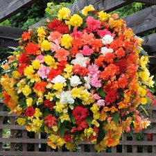 Trailing Begonia Plants, Super