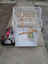 Small parrot budgie wire - parrot,