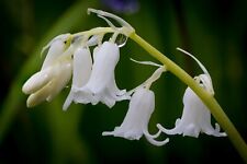 10x Hyacinthoides Hispanica