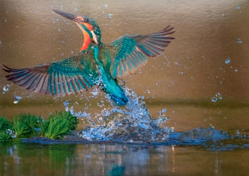 Kingfisher art postcard - -,