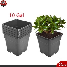 10 Gallon Plastic Plant