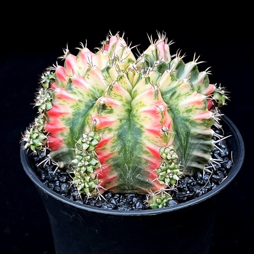 Gymnocalycium mihanovichii - gymnocalycium,
