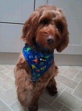 😍🐾BRAND NEW Designer Dog