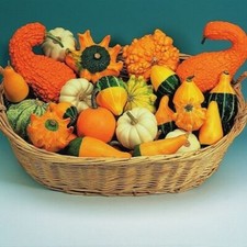 Gourd - Ornamental Mixture -