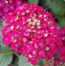 Hydrangea Macrophylla Pia -