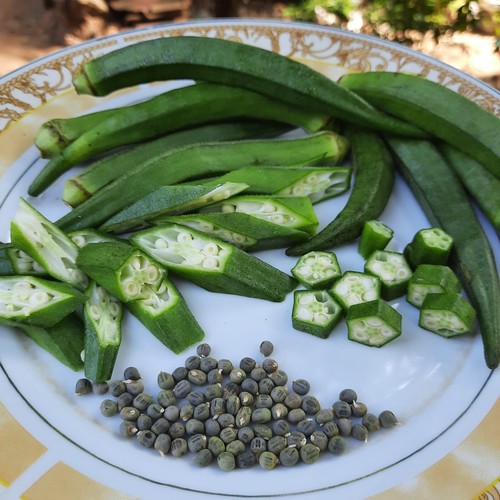 500 okra seeds - okra,