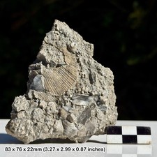 Mass Crinoid and Shell Death