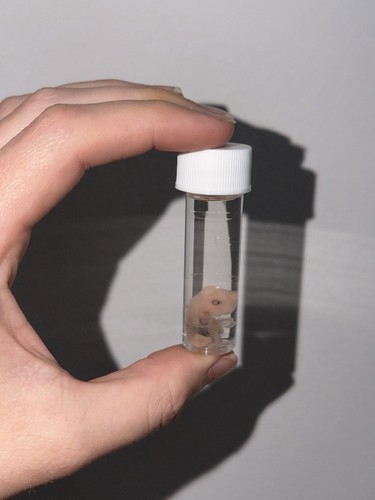 Tiny preserved fetal rabbit - tiny,