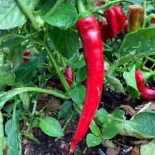 Hot Pepper Cayenne Capsicum Chilli Chili Chile Pepper Heritage Premium Seeds
