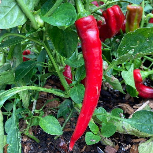 Hot pepper cayenne capsicum - pepper,